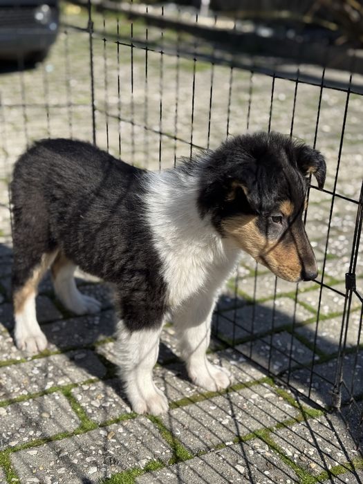Rough Collie / Lassie