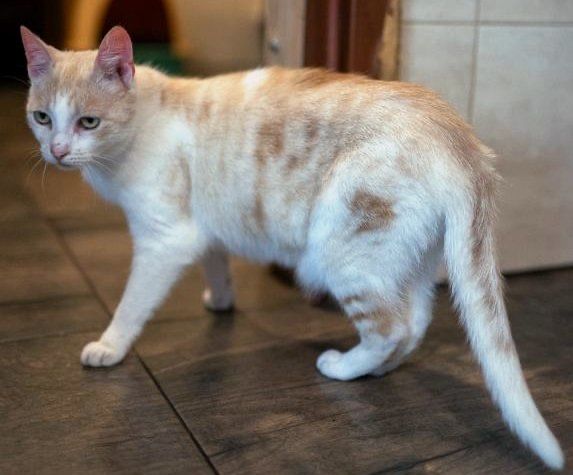 Kremowa Dobrochna do adopcji na jedynaczkę!