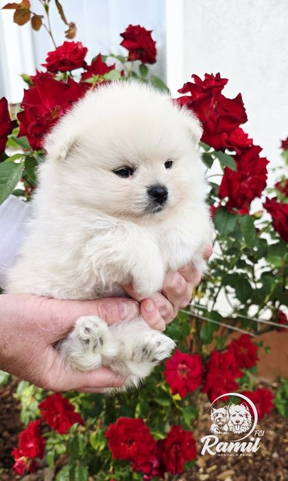 Pomeranian szpic miniaturowy zkwp FCI