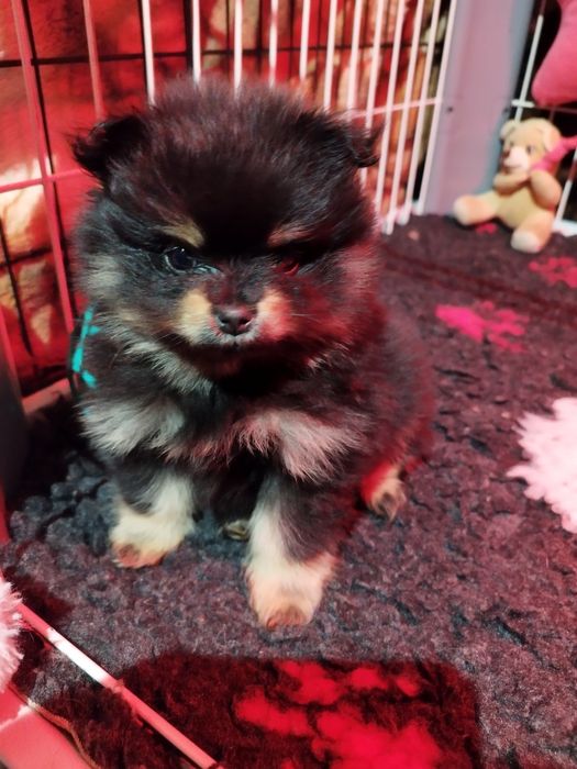 Pomeranian szpic miniaturowy Zkwp