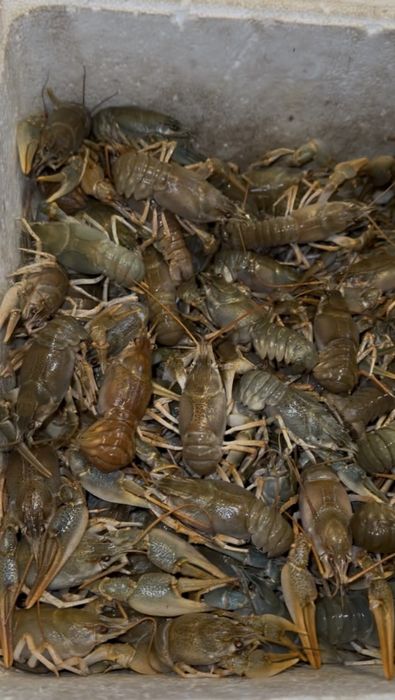 Живые раки/Мидии -20%