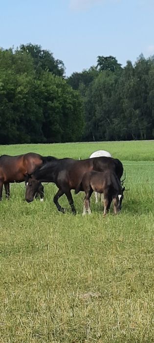 Klacz śląska programowa