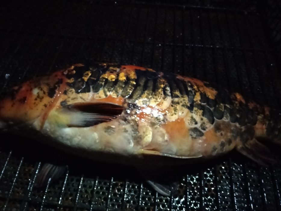 Карп кої самка 5 кг с ікрою ЖИВА