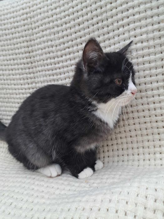 Котята пушистые красивые мальчики