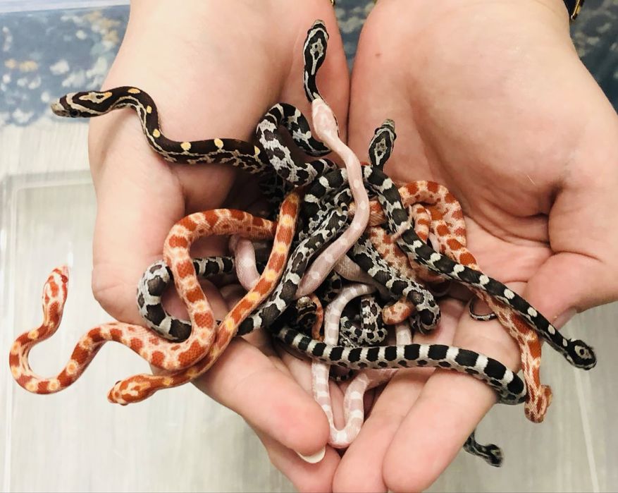 Wąż zbożowy węże zbożowe wyprawka lub terrarium