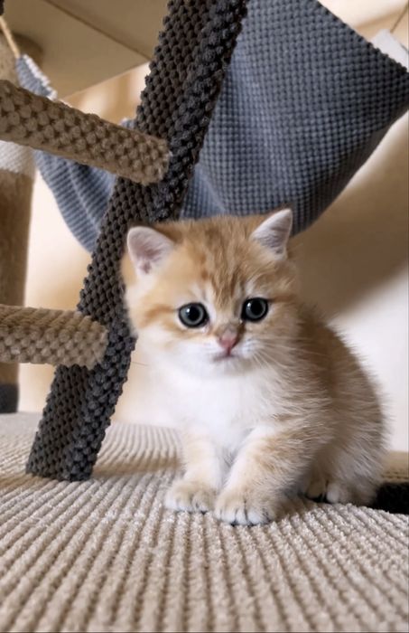 Дуже милий шотландський хлопчик