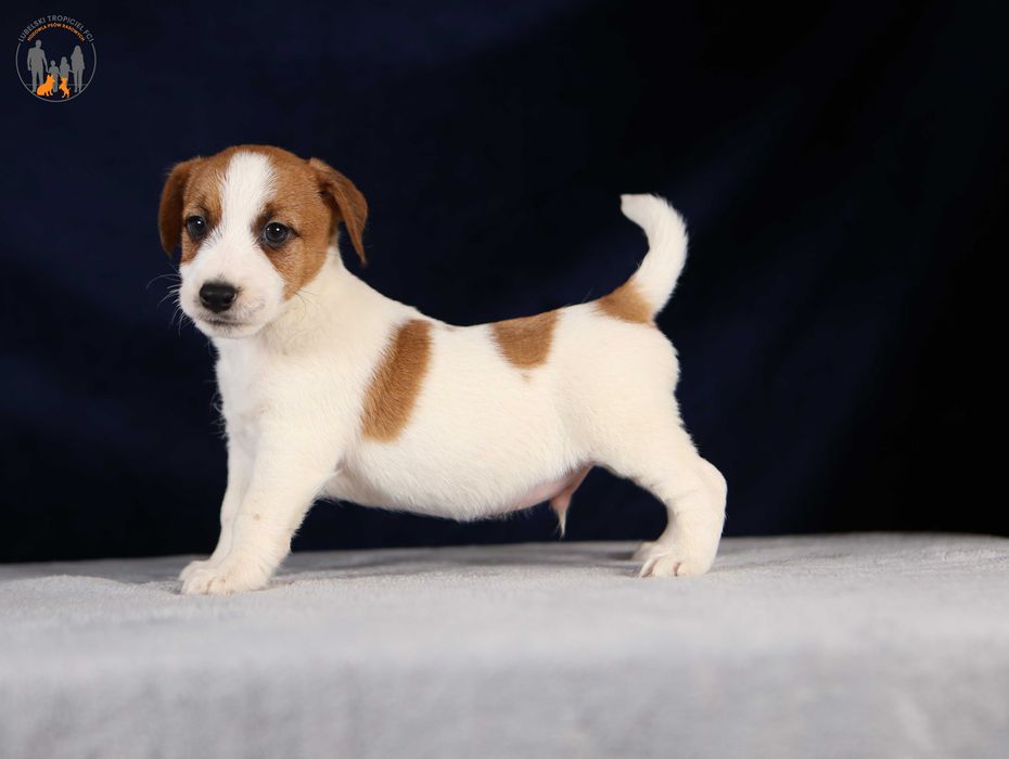 Jack Russell Terrier ZKwP FCI piękny piesek k.włos
