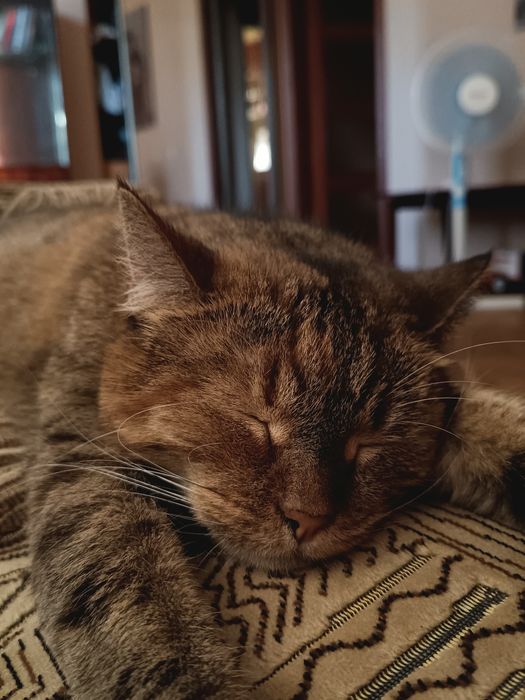 Кошка в добрые руки