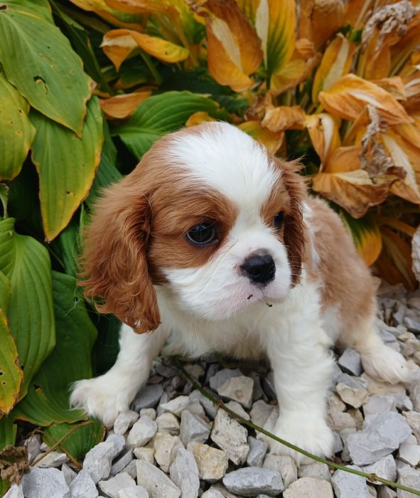 Cavalier King Charles Spaniel
