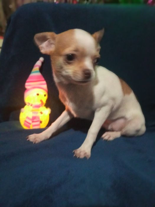 Мальчишки  чишки