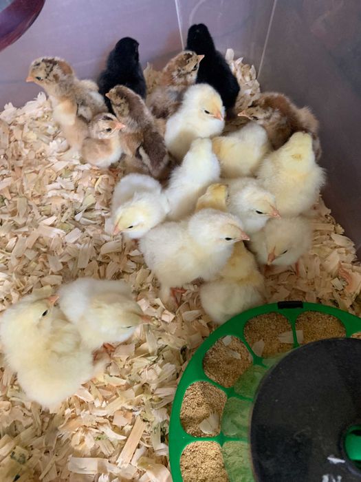 Pintos Brahma do dia