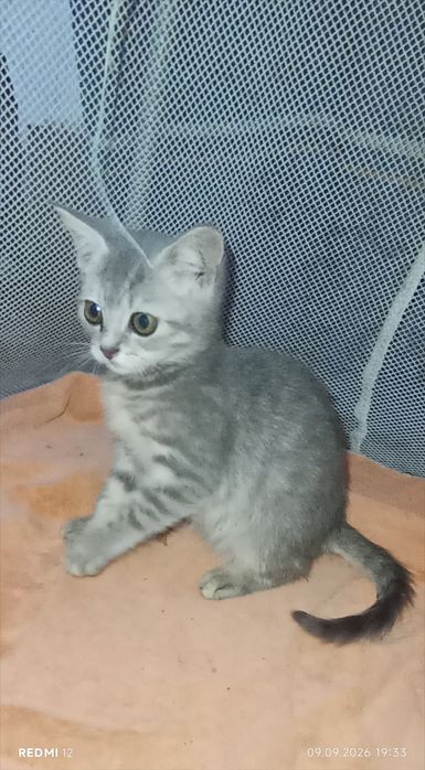 Британські котики котик