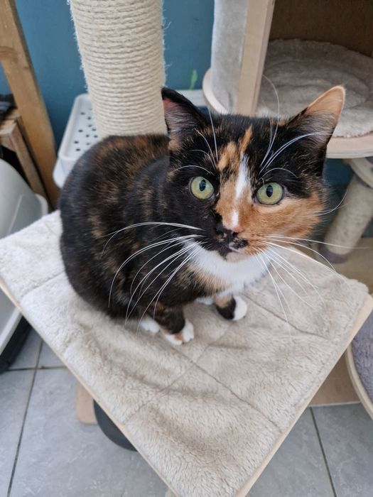 Meliska pięknie umaszczona kotka.