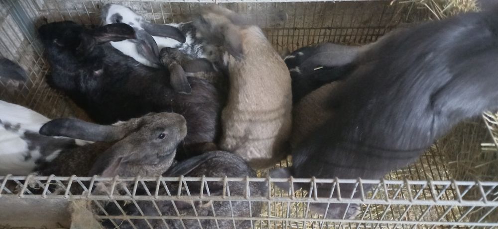 Coelhos para criacao ou consumo