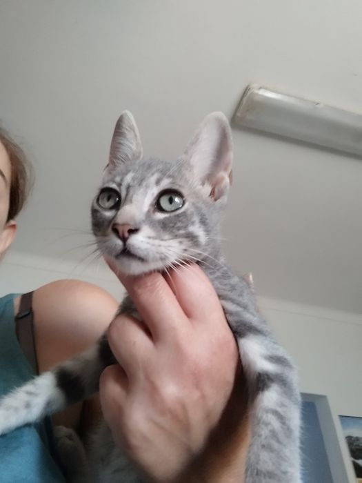 Gatinhos bebés para adoção responsável.