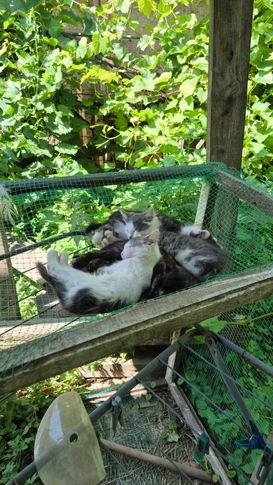 Киця тигрового принта шукає сім'ю.