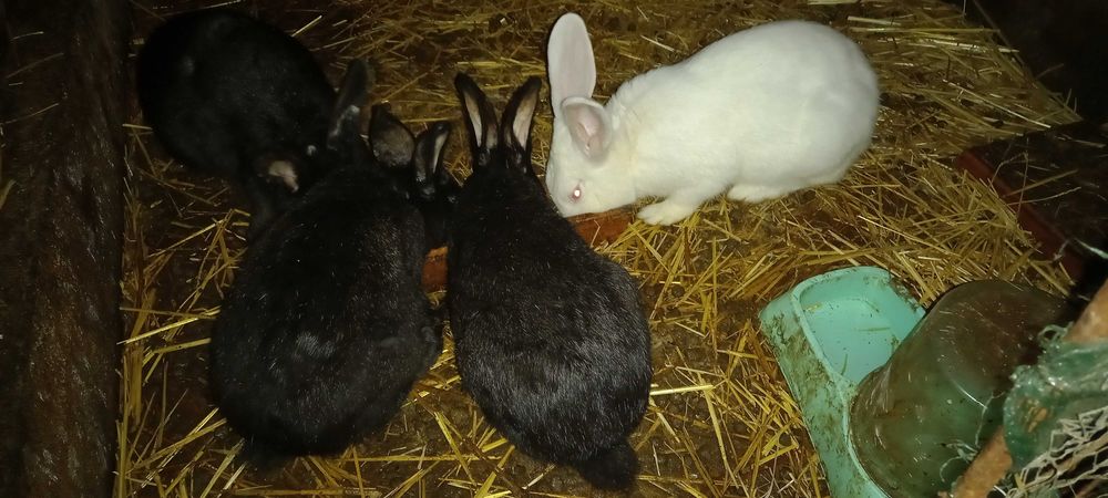 Vendo coelhos caseiros