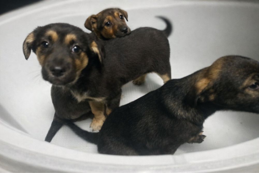 Віддамо в добрі руки