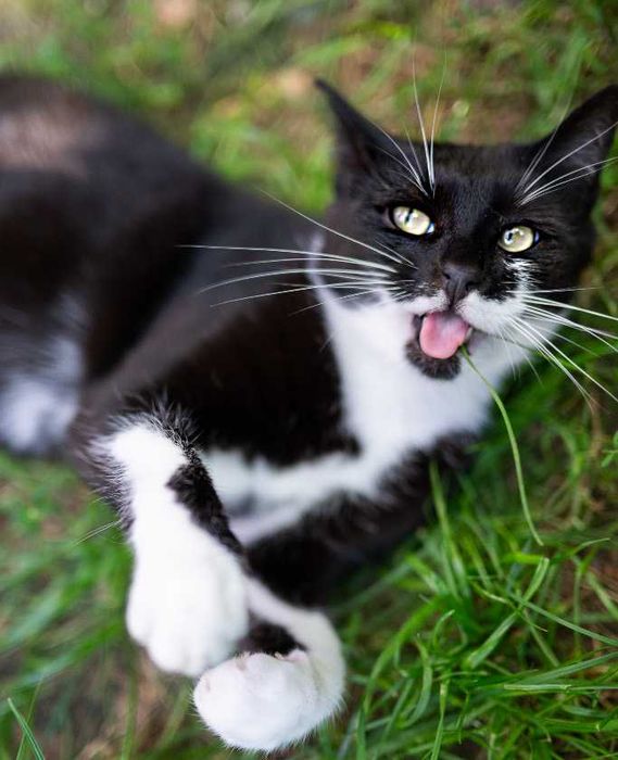 Kocurek Krawat szuka domu bez innych kotów :c