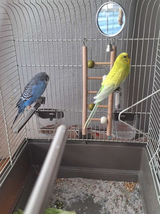 Periquitos australianos – nova casa responsável