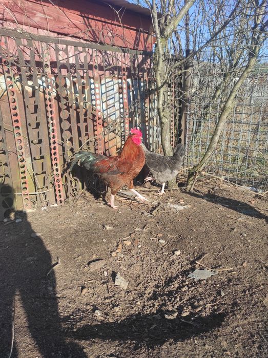 2 koguty:  8- miesięcy