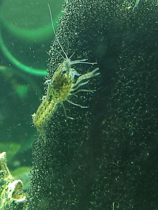 Аквариумные мраморные раки