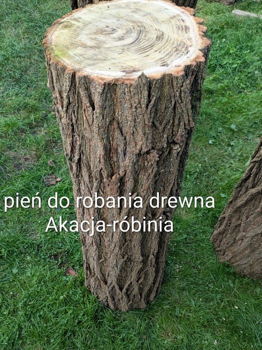 Pień akacja rubinowa 30x100