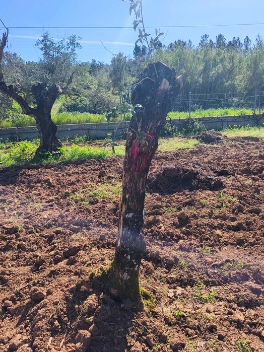 Oliveiras para jardim