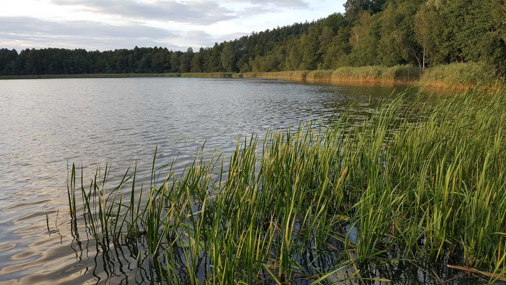 Działka budowlana nad jeziorem, Las, Blisko Poznania Pilnie sprzedam
