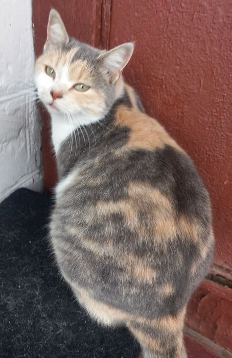 Триколорка проситься в сім'ю