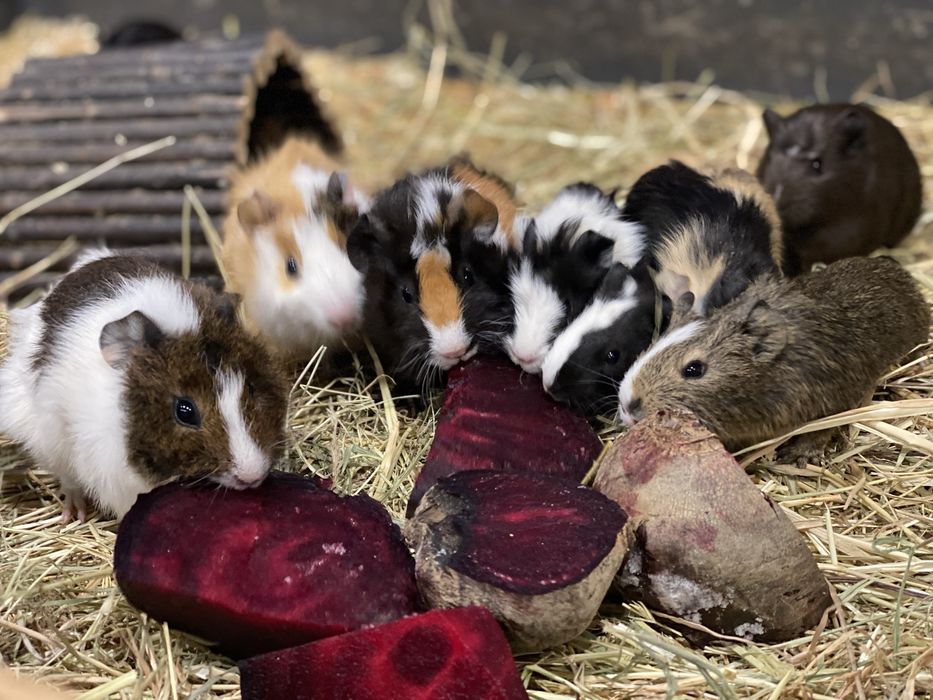 Świnki morskie , świnka morska cavia domowa