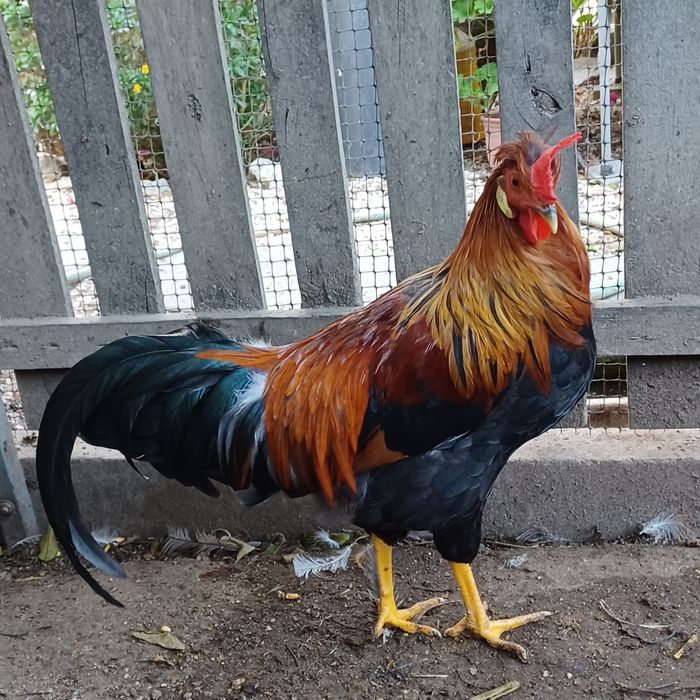 Galo Leghorn +7 meses