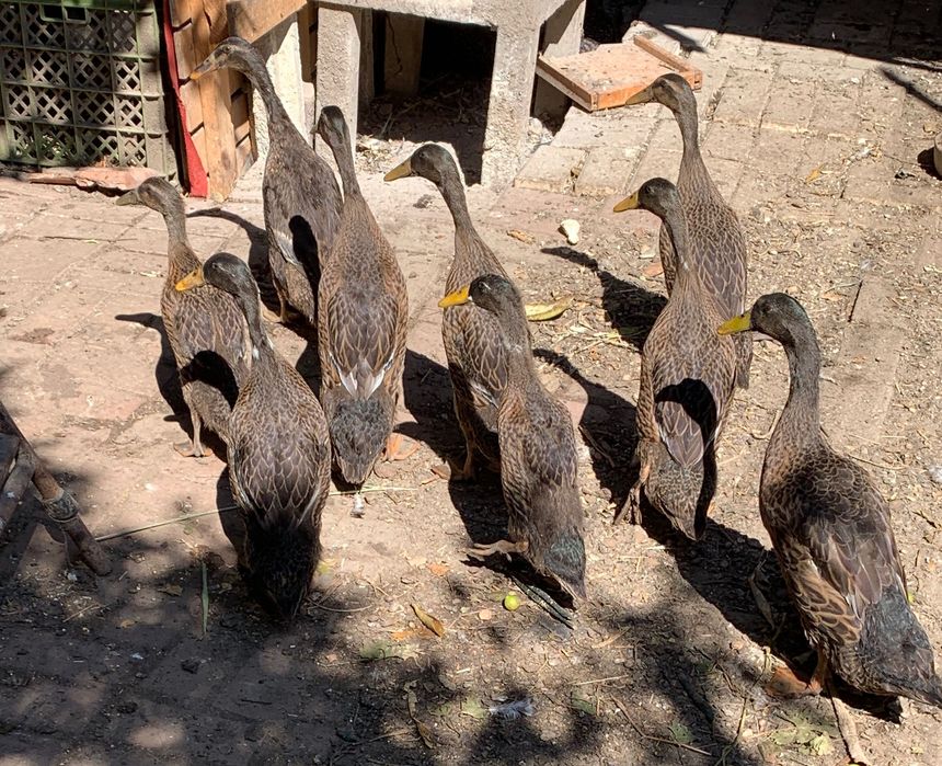 Patos  indianos corredores