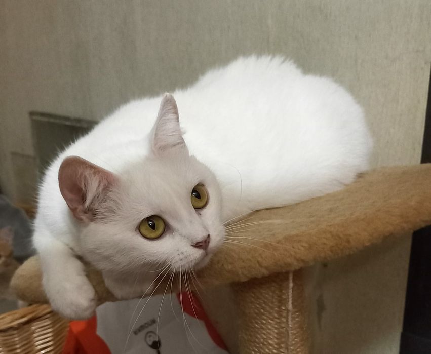 Отдам белую кошку, стерилизована. 2 года