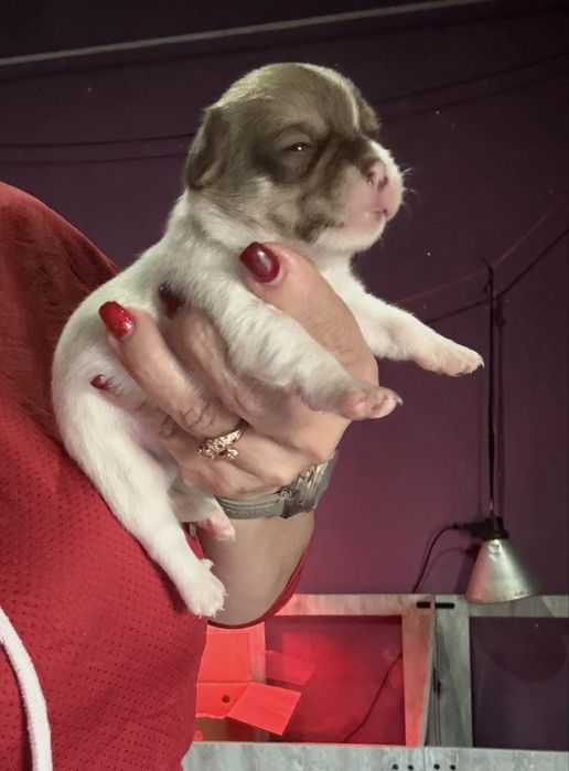 Menina  Chihuahua  lindissima “ de bolsa.