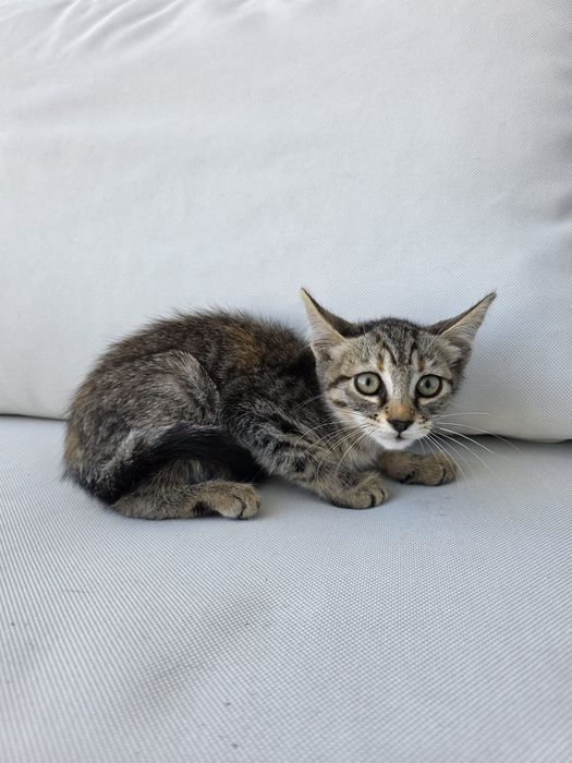 Gatinha 2 meses para adoção responsável