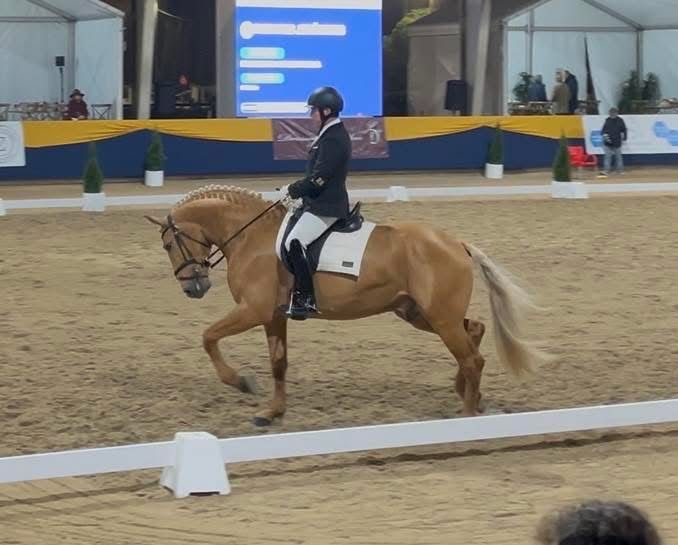 Cobricoes lusitano pontuado palomino