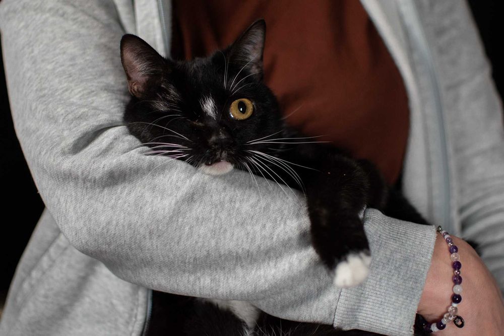 Słodka Mangora bez oczka szuka domku