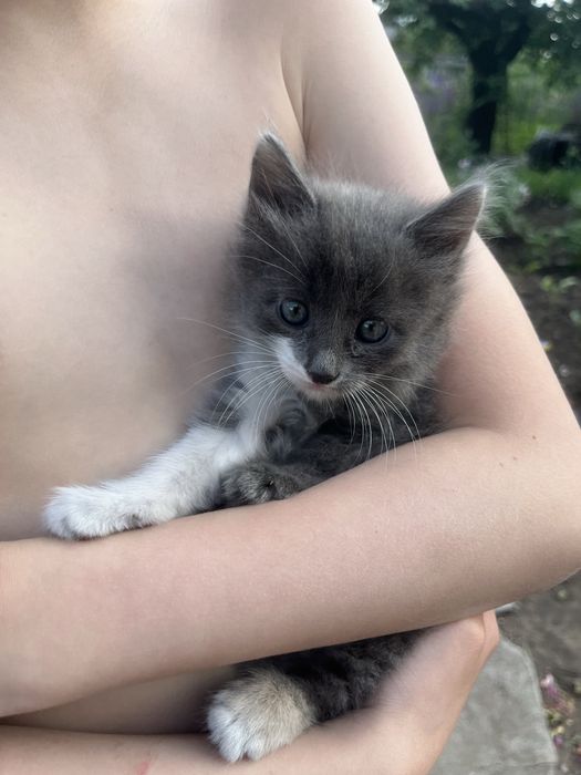 Кошенята котята 1,5 місяця (безкоштовно)