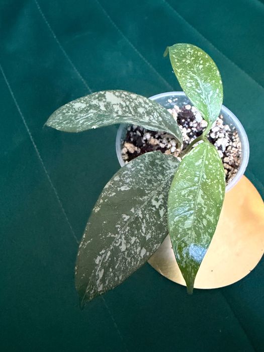 Hoya cystiantha (Splash) Hoya kolekcjonerska