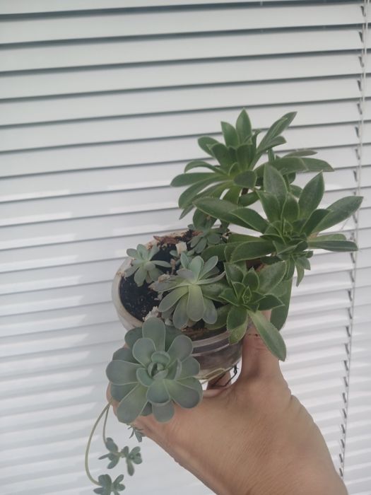 Молодило та ехеверія, сукуленти