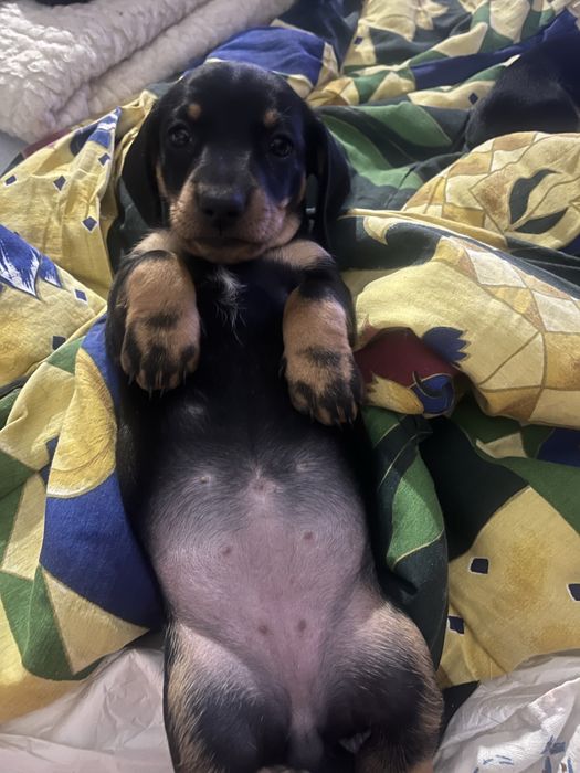 Потужні цуценята таксята