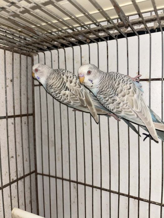 Casal de periquitos fallow reprodutores