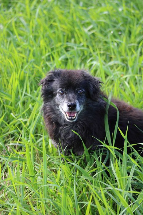 Mapety 2 półdzikie psiaki PEJA  BOBI adopcja schronisko