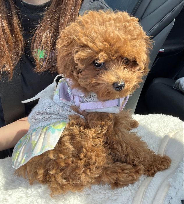 Компактный, но с большим сердцем