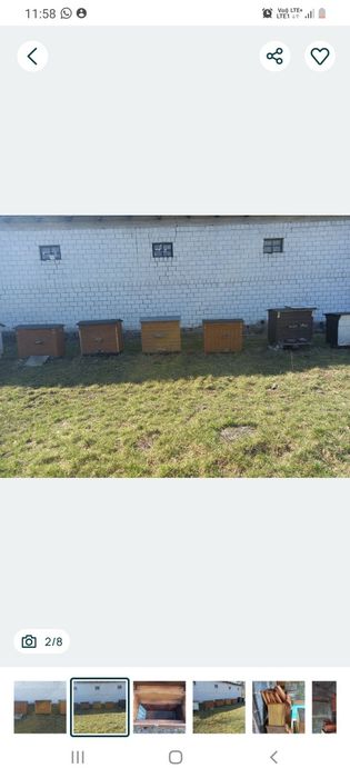Pszczoły,  rodzina pszczela na 8 ramkach warszawskiej poszerzonej
