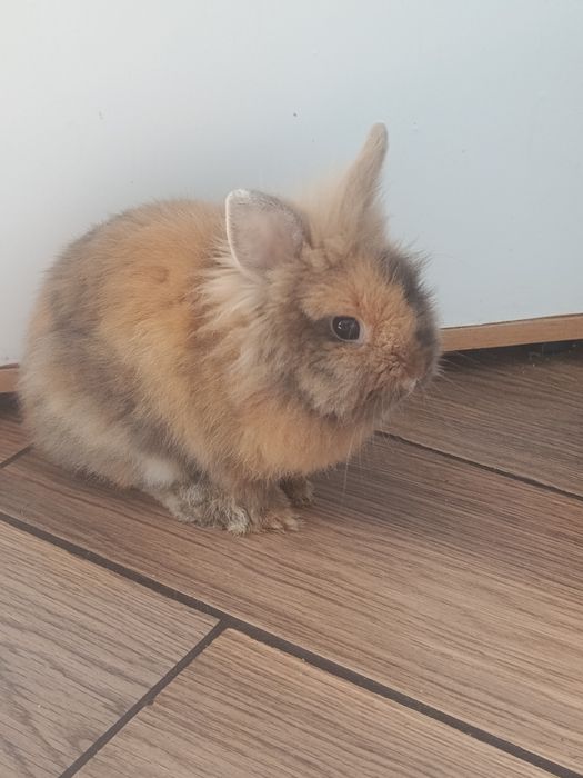 Królik miniaturka