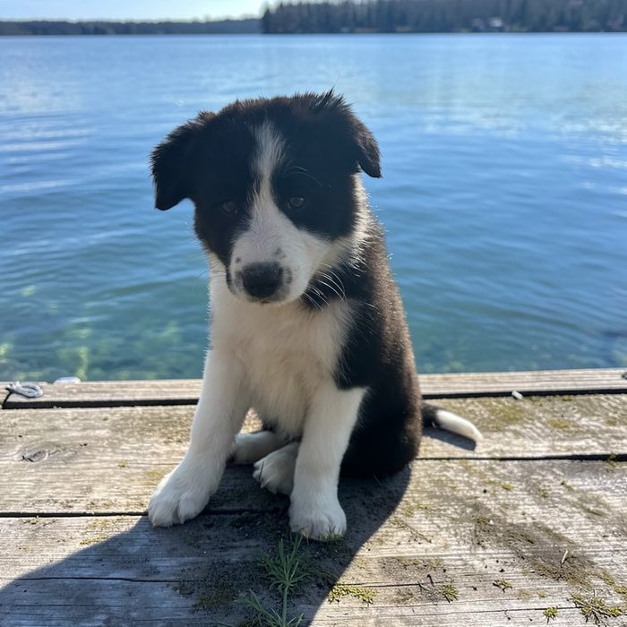 Border Collie suczka ZKwP FCI, gotowa do zmiany domu