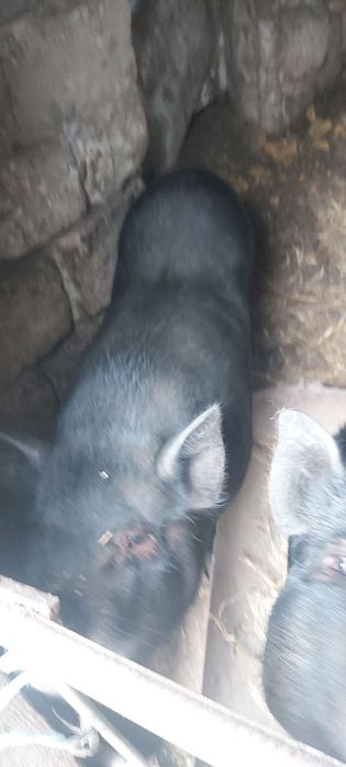 Продам свиней в'єтнамської породи