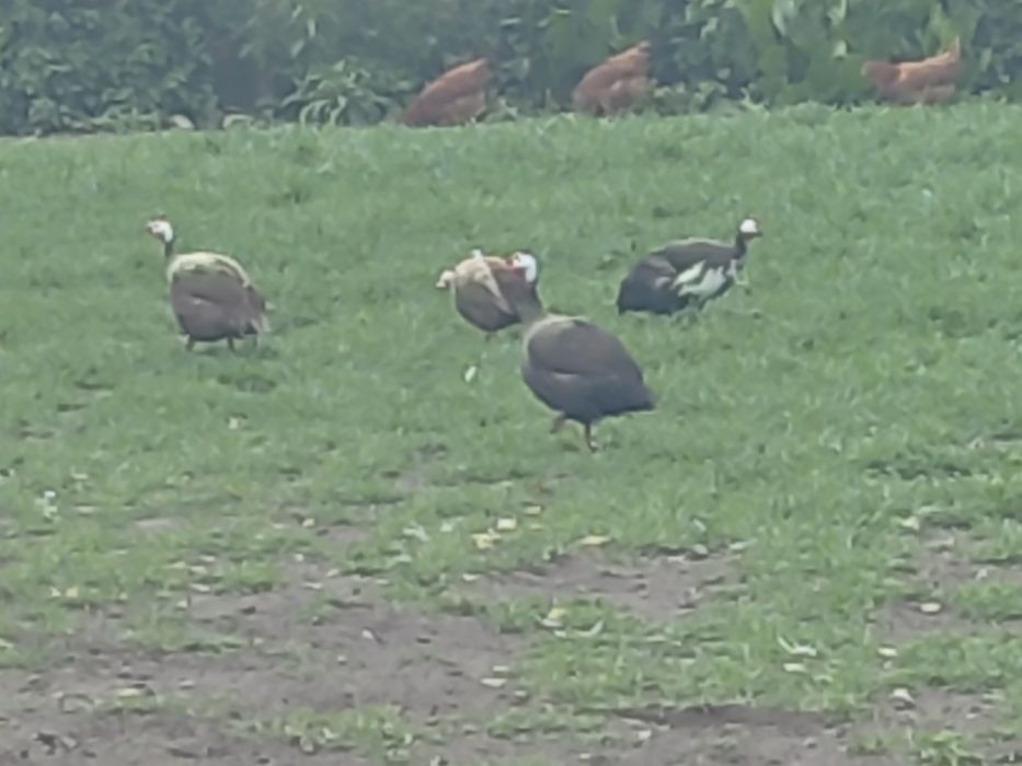 Sprzedam lub perliki